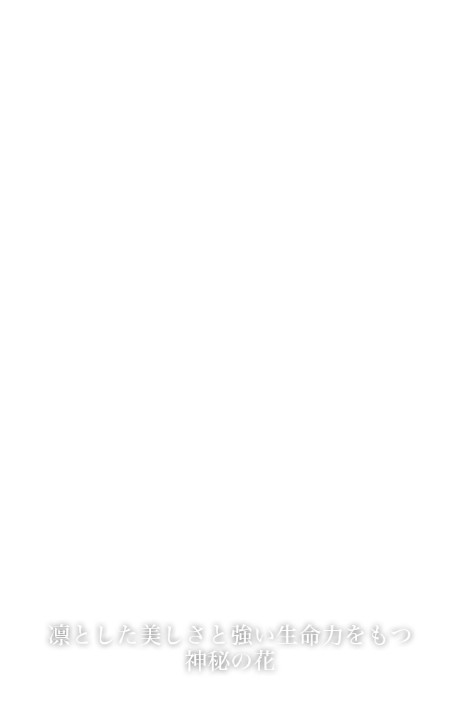 BARAKA