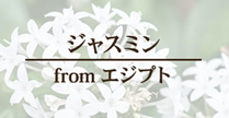 聖地からの贈り物 ジャスミン