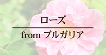 聖地からの贈り物 ローズ