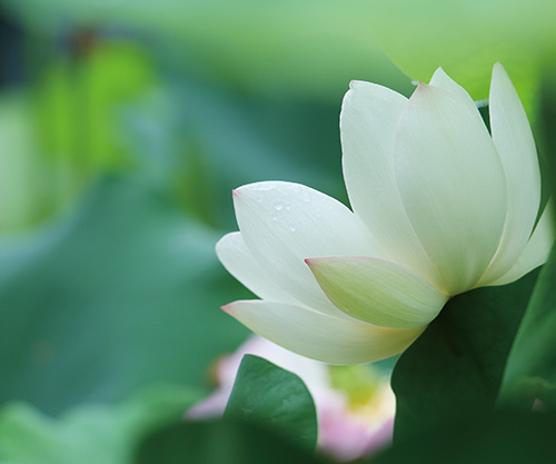 ハス花